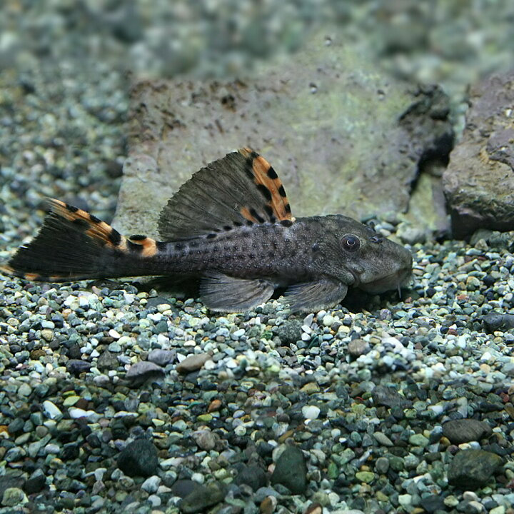 楽天市場 熱帯魚 生体 タイガーフィンサタンプレコ 5 7cm 1匹 水槽 熱帯魚 観賞魚 飼育 生体 通販 販売 アクアリウム あくありうむ 小型 ネオス 楽天市場店 楽天市場 熱帯魚 生体 タイガーフィンサタンプレコ 5 7cm 1匹 水槽 熱帯魚 観賞魚 飼育 生体 通販 販売 アクアリウム あくありうむ 小型 ネオス 楽天市場店