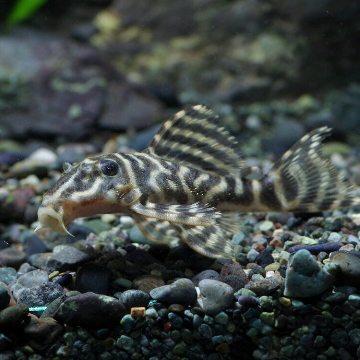 楽天市場 熱帯魚 生体 ブラックタイガープレコ 約4 5cm 1匹 水槽 熱帯魚 観賞魚 飼育 生体 通販 販売 アクアリウム あくありうむ 小型 ネオス 楽天市場店 楽天市場 熱帯魚 生体 ブラックタイガープレコ 約4 5cm 1匹 水槽 熱帯魚 観賞魚 飼育 生体 通販 販売 アクアリウム あくありうむ 小型 ネオス 楽天市場店