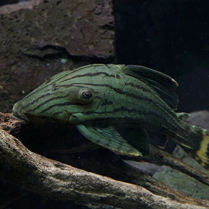 楽天市場 熱帯魚 生体 グリーンロイヤルプレコ 約１２cm １匹 水槽 熱帯魚 観賞魚 飼育 生体 通販 販売 アクアリウム あくありうむ 小型 ネオス 楽天市場店
