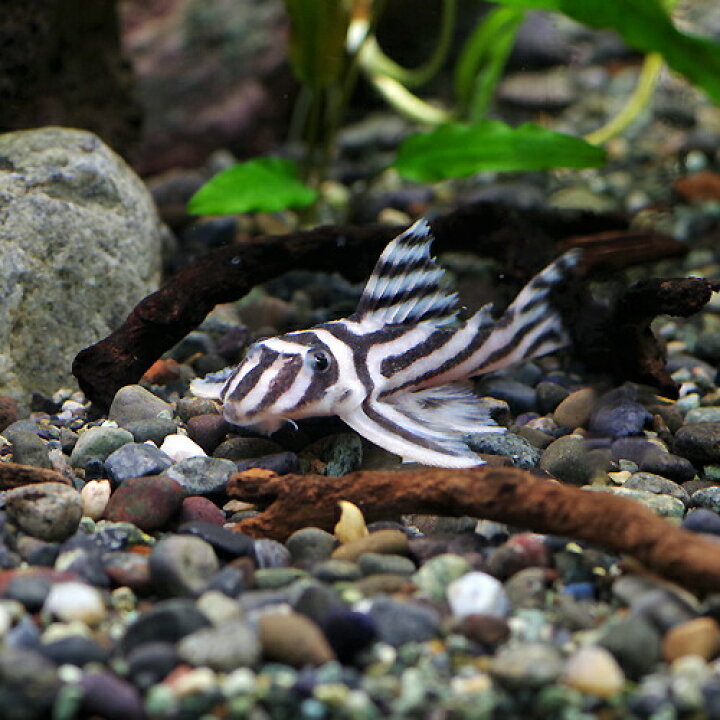 楽天市場】(熱帯魚 生体)インペリアルゼブラプレコ【ワイルド  