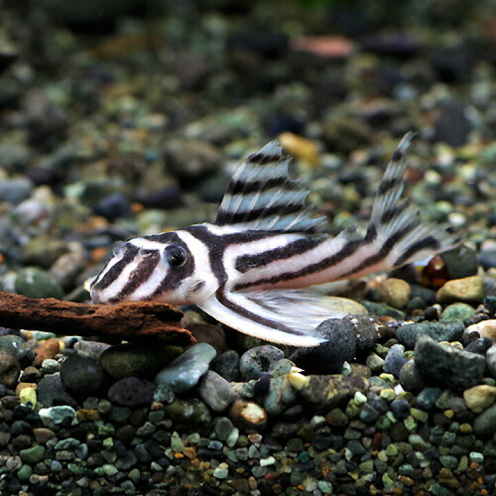 楽天市場】(熱帯魚 生体)インペリアルゼブラプレコ【ワイルド】 （約  