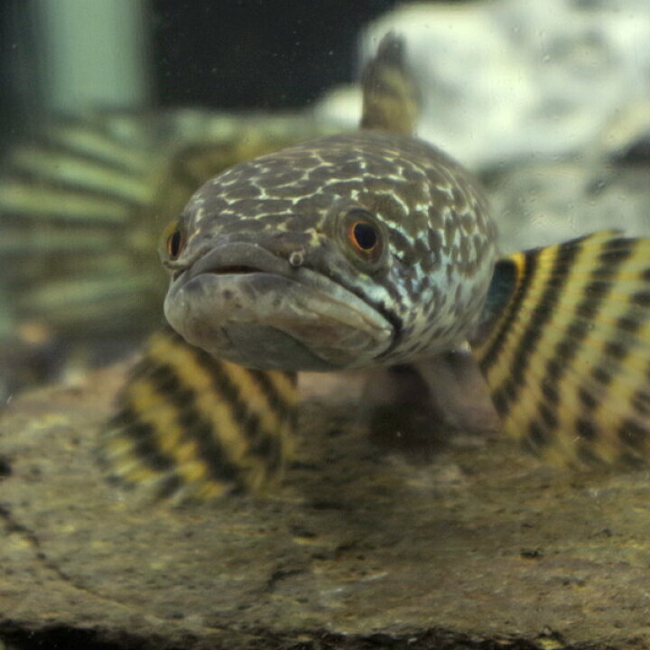 楽天市場】(熱帯魚 生体)美個体 バイオレットスネークヘッド【インド産 