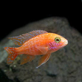 楽天市場 ピンク 観賞魚 熱帯魚 アクアリウム ペット ペットグッズの通販