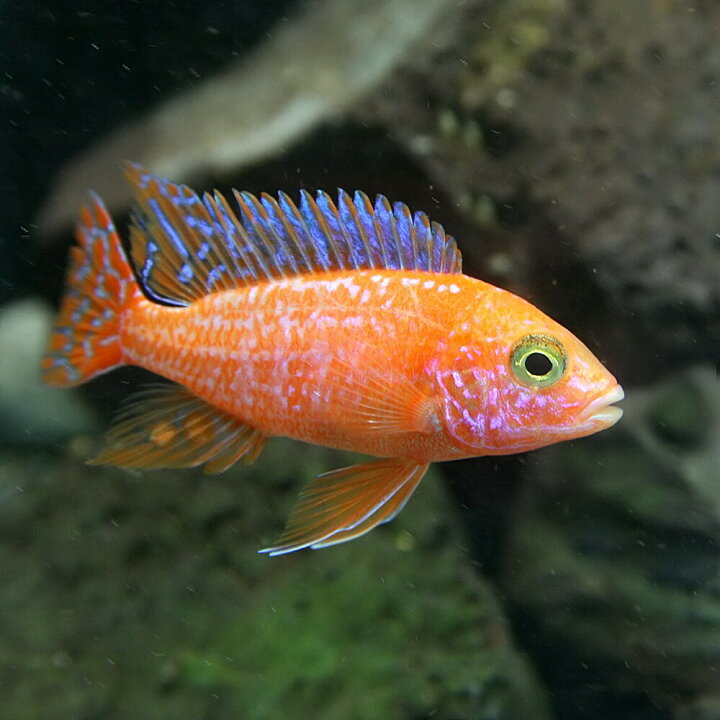 楽天市場 熱帯魚 生体 ストロベリーピーコックシクリッド 約４ ５cm １匹 水槽 熱帯魚 観賞魚 飼育 生体 通販 販売 アクアリウム あくありうむ 小型 ネオス 楽天市場店