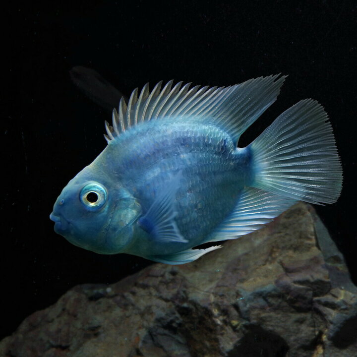 楽天市場 熱帯魚 生体 ブルーパロットファイヤーシクリッド 約5cm 1匹 水槽 熱帯魚 観賞魚 飼育 生体 通販 販売 アクアリウム あくありうむ 小型 ネオス 楽天市場店 楽天市場 熱帯魚 生体 ブルーパロットファイヤーシクリッド 約5cm 1匹 水槽 熱帯魚 観賞魚 飼育 生体 通販 販売 アクアリウム あくありうむ 小型 ネオス 楽天市場店