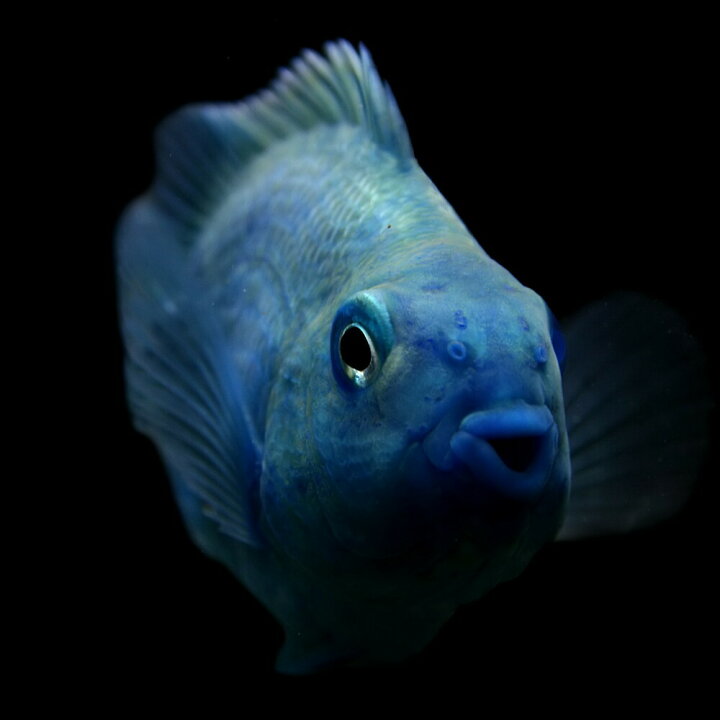 楽天市場 熱帯魚 生体 ブルーパロットファイヤーシクリッド 約５cm １匹 水槽 熱帯魚 観賞魚 飼育 生体 通販 販売 アクアリウム あくありうむ 小型 ネオス 楽天市場店