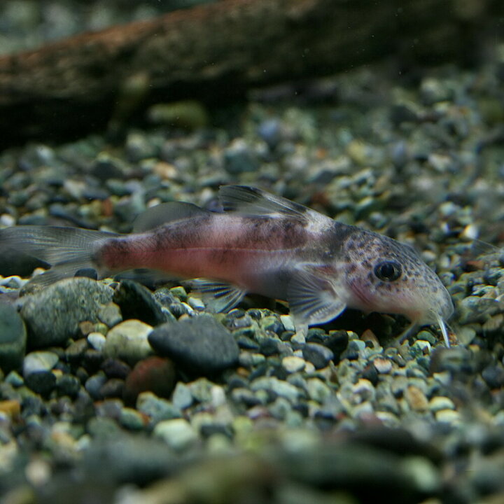 楽天市場】(熱帯魚 生体)シノドンティス デコルス （約4cm）（1匹 