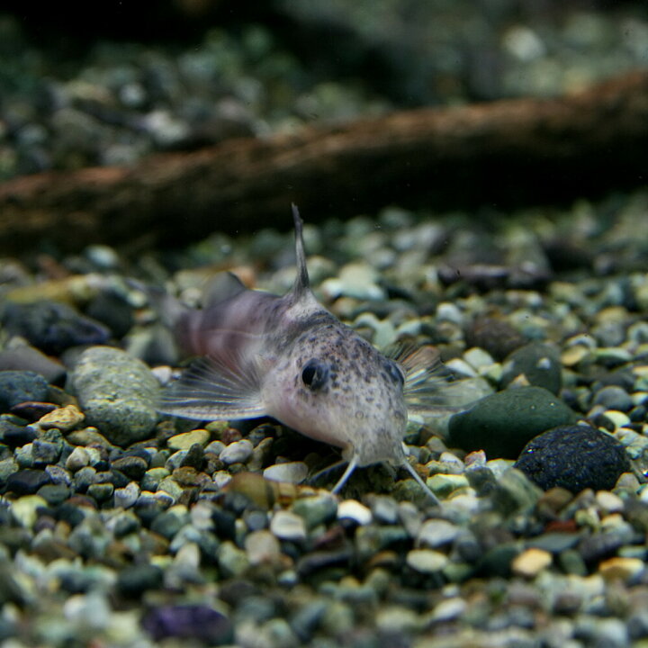 楽天市場】(熱帯魚 生体)シノドンティス デコルス （約4cm）（1匹 