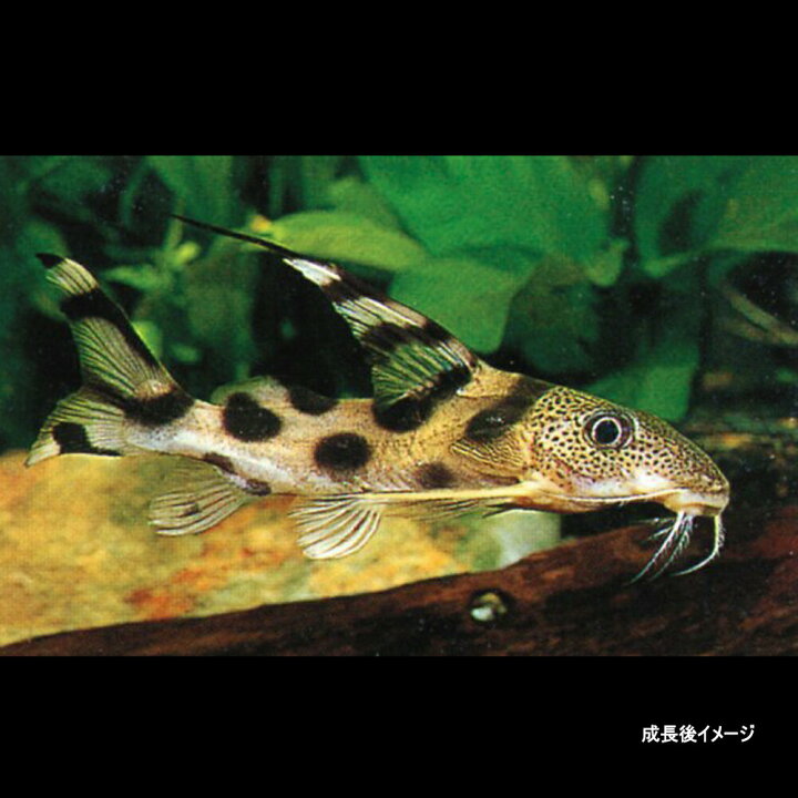 楽天市場】(熱帯魚 生体)シノドンティス デコルス （約4cm）（1匹 