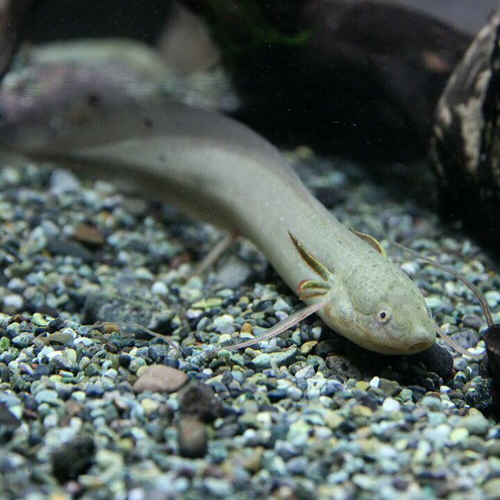 楽天市場】(熱帯魚 生体)プロトプテルス アンフィビウス （約15 