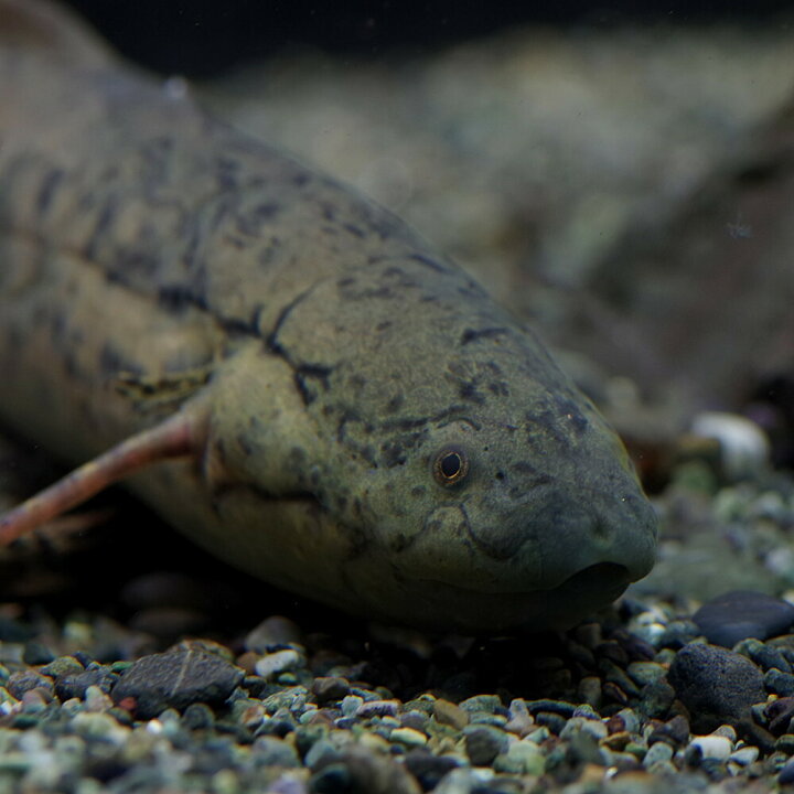 楽天市場 熱帯魚 生体 プロトプテルス アネクテンス 約１５ ２５cm １匹 水槽 熱帯魚 観賞魚 飼育 生体 通販 販売 アクアリウム あくありうむ 小型 ネオス 楽天市場店