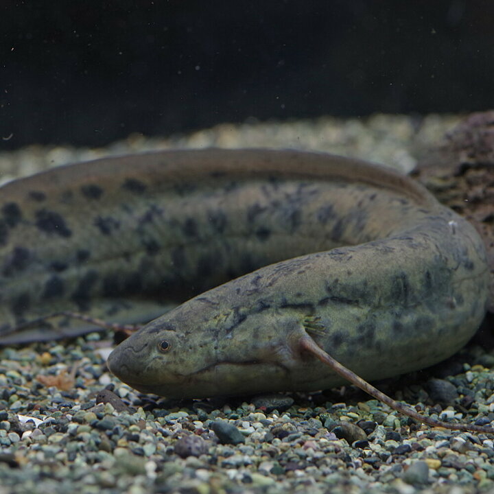 楽天市場 熱帯魚 生体 プロトプテルス アネクテンス 約１５ ２５cm １匹 水槽 熱帯魚 観賞魚 飼育 生体 通販 販売 アクアリウム あくありうむ 小型 ネオス 楽天市場店