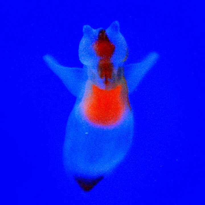 楽天市場 貝 流氷の天使 クリオネ Mサイズ 約１cm １匹 水槽 熱帯魚 観賞魚 飼育 生体 通販 販売 アクアリウム あくありうむ 小型 ネオス 楽天市場店