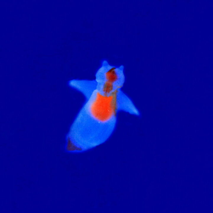 楽天市場 貝 流氷の天使 クリオネ Mサイズ 約１cm １匹 水槽 熱帯魚 観賞魚 飼育 生体 通販 販売 アクアリウム あくありうむ 小型 ネオス 楽天市場店