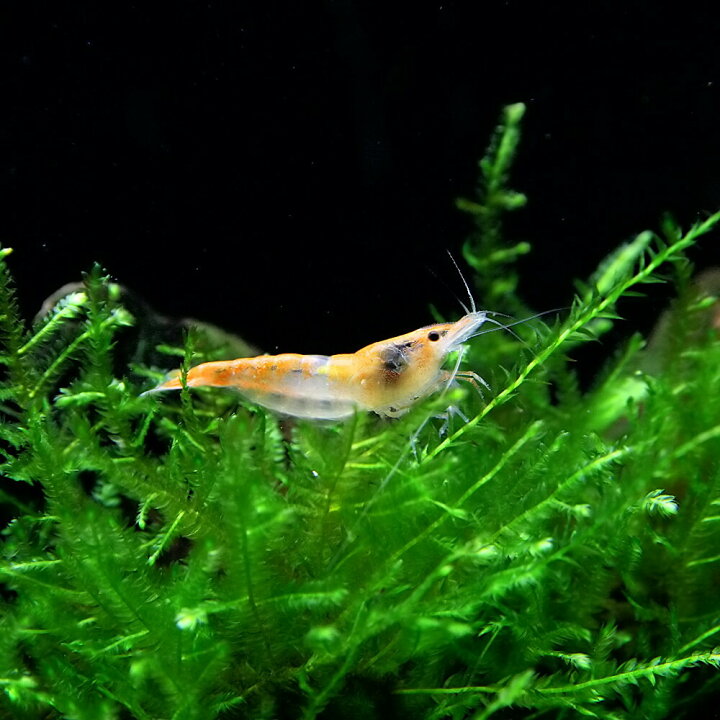 楽天市場 エビ オレンジルリーシュリンプ 約1 5cm 5匹 水槽 熱帯魚 観賞魚 飼育 生体 通販 販売 アクアリウム あくありうむ 小型 ネオス 楽天市場店 楽天市場 エビ オレンジルリーシュリンプ 約1 5cm 5匹 水槽 熱帯魚 観賞魚 飼育 生体 通販 販売 アクアリウム あくありうむ 小型 ネオス 楽天市場店