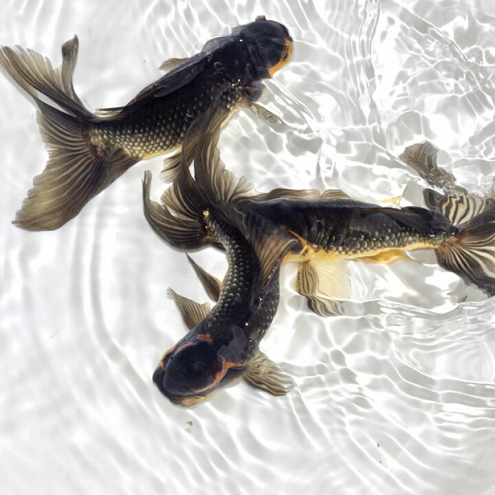 楽天市場】(金魚 生体)【数量限定】 ジャンボオランダ 黒系統【国産 