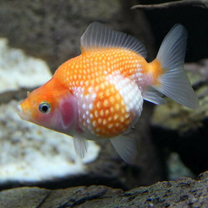 楽天市場 金魚 生体 パールスケール 約６ ８cm １匹 水槽 熱帯魚 観賞魚 飼育 生体 通販 販売 アクアリウム あくありうむ 小型 ネオス 楽天市場店