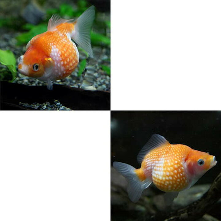 楽天市場 金魚 生体 パールスケール 約６ ８cm １匹 水槽 熱帯魚 観賞魚 飼育 生体 通販 販売 アクアリウム あくありうむ 小型 ネオス 楽天市場店