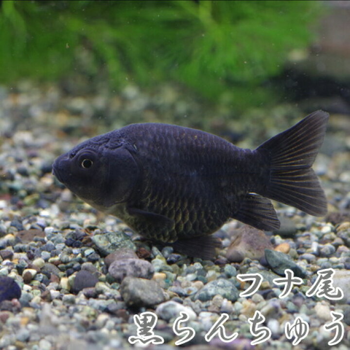 楽天市場 金魚 生体 国産 黒ランチュウ フナ尾 約５ ６cm １匹 水槽 熱帯魚 観賞魚 飼育 生体 通販 販売 アクアリウム あくありうむ 小型 ネオス 楽天市場店