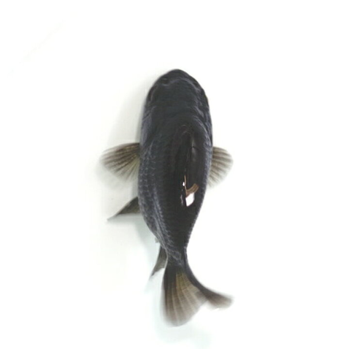 楽天市場】(金魚 生体)国産 黒ランチュウ フナ尾（約5-6cm）（1匹 