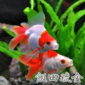 楽天市場 琉金 白の通販