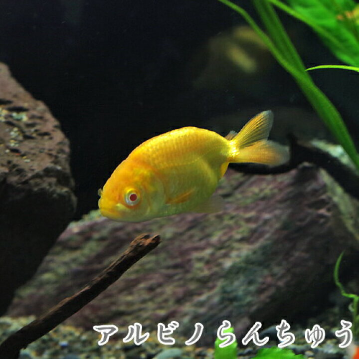 楽天市場 金魚 生体 国産 アルビノらんちゅう 5cm前後 １匹 水槽 熱帯魚 観賞魚 飼育 生体 通販 販売 アクアリウム あくありうむ 小型 ネオス 楽天市場店