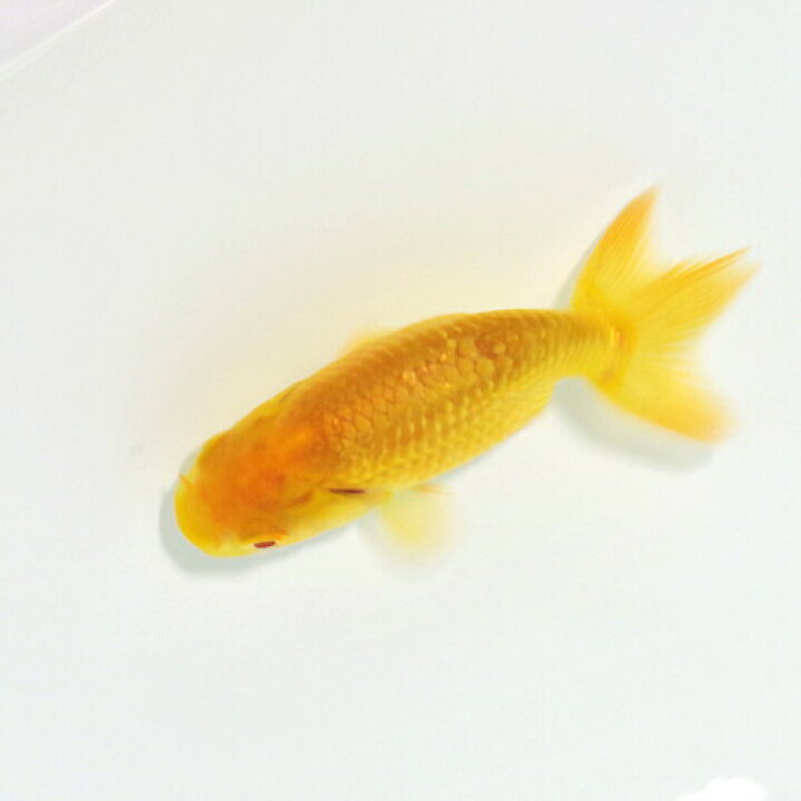 楽天市場 金魚 生体 国産 アルビノらんちゅう 5cm前後 １匹 水槽 熱帯魚 観賞魚 飼育 生体 通販 販売 アクアリウム あくありうむ 小型 ネオス 楽天市場店