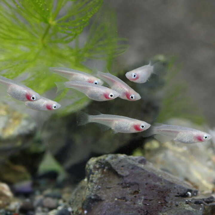 楽天市場 紅ほっぺ メダカ 約２cm ５匹 水槽 熱帯魚 観賞魚 飼育 生体 通販 販売 アクアリウム あくありうむ ネオス 楽天 市場店