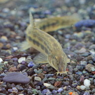 (日淡)シマドジョウ　（約5-8cm）（5匹）【水槽/熱帯魚/観賞魚/飼育】【生体】【通販/販売】【アクアリウ…