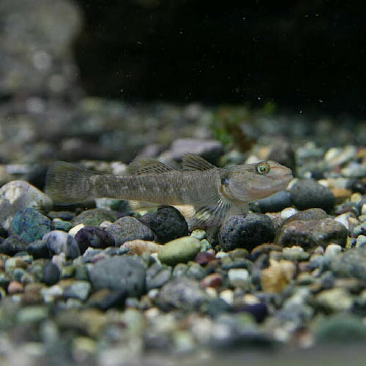 楽天市場 日淡 カワヨシノボリ 約２ ５ ４cm ５匹 水槽 熱帯魚 観賞魚 飼育 生体 通販 販売 アクアリウム あくありうむ 小型 ネオス 楽天市場店