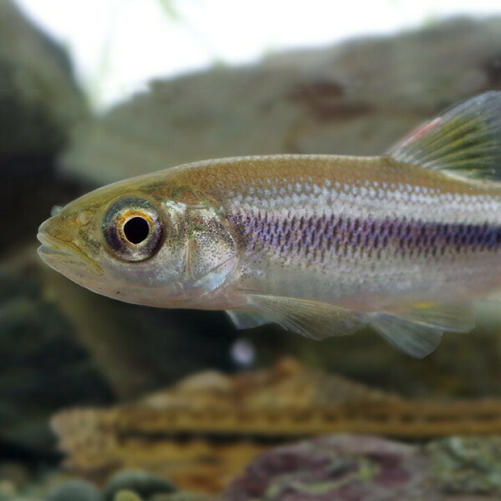 楽天市場 日淡 カワムツ 約３cm １匹 水槽 熱帯魚 観賞魚 飼育 生体 通販 販売 アクアリウム あくありうむ 小型 ネオス 楽天市場店