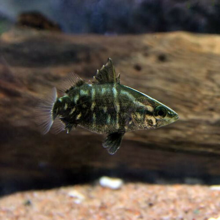 楽天市場】(日淡)アカメ（四国産） （約2cm）（1匹）【水槽/熱帯魚 