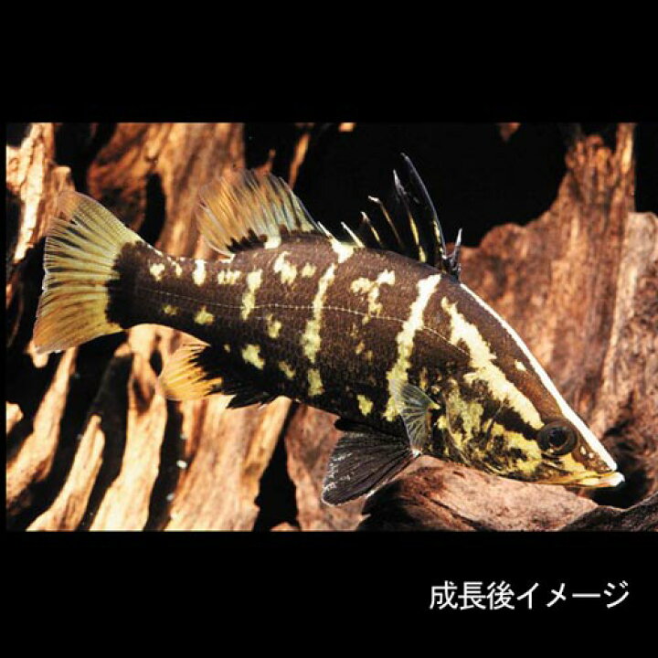 楽天市場】(日淡)アカメ（四国産） （約2cm）（1匹）【水槽/熱帯魚 