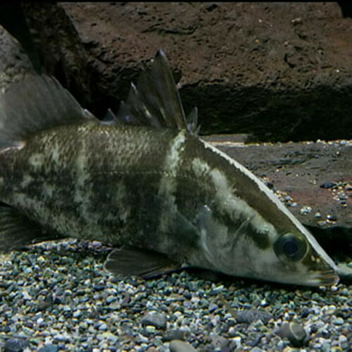 楽天市場】(日淡)アカメ（四国産） （約15cm）（1匹）【水槽/熱帯魚 