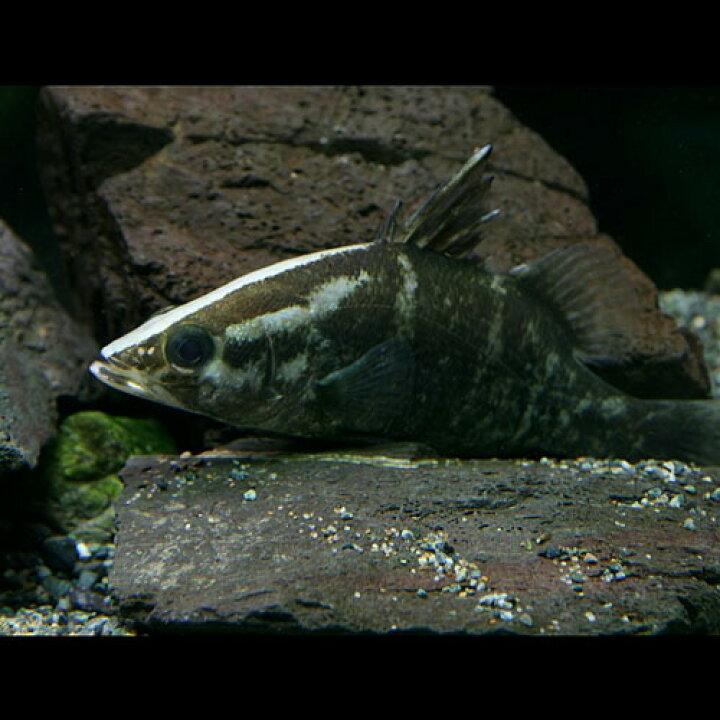楽天市場】(日淡)アカメ（四国産） （約15cm）（1匹）【水槽/熱帯魚 