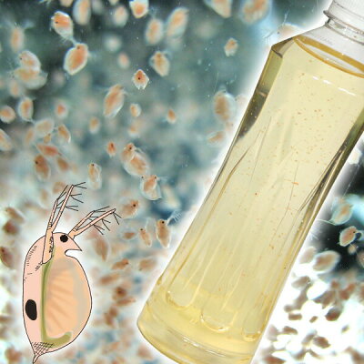 (熱帯魚活餌)(オススメ)ダフニアミジンコ400ml(100匹〜)【水槽/熱帯魚/観賞魚/飼育】【生体】【通販/販売】【アクアリウム】