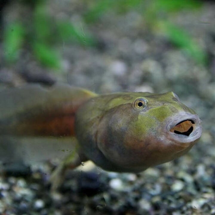 楽天市場 両生類 ホオコケツノガエル オタマジャクシ 全長約６cm １匹 水槽 熱帯魚 観賞魚 飼育 生体 通販 販売 アクアリウム あくありうむ 小型 ネオス 楽天市場店