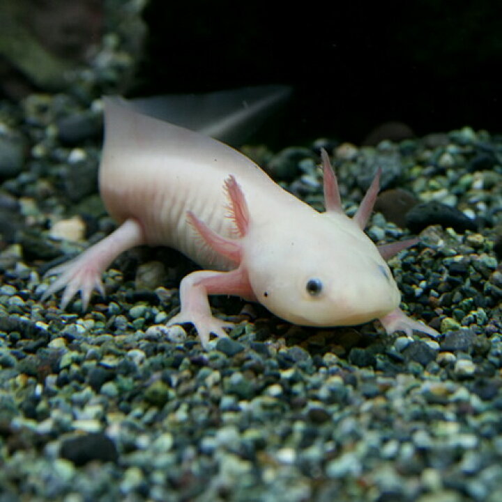 楽天市場 両生類 ウーパールーパー 白 黒目 約８cm １匹 水槽 熱帯魚 観賞魚 飼育 生体 通販 販売 アクアリウム あくありうむ 小型 ネオス 楽天市場店