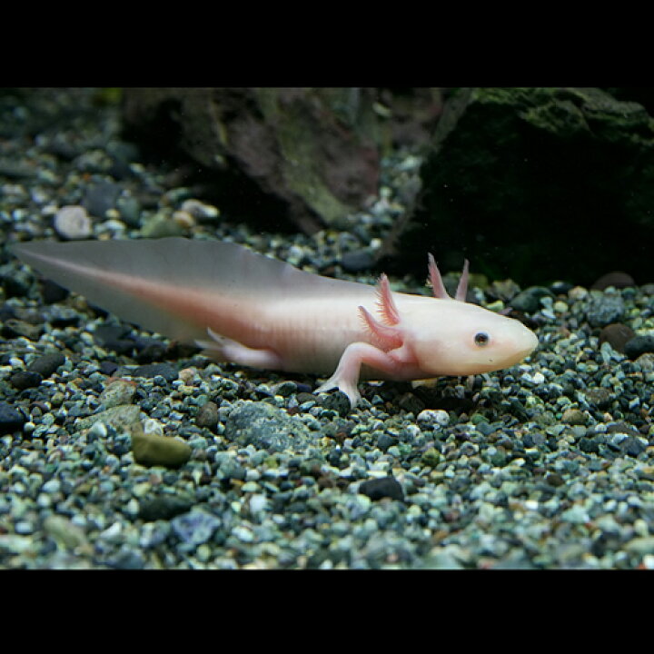 楽天市場 両生類 ウーパールーパー 白 黒目 約8cm 1匹 水槽 熱帯魚 観賞魚 飼育 生体 通販 販売 アクアリウム あくありうむ 小型 ネオス 楽天市場店 楽天市場 両生類 ウーパールーパー 白 黒目 約8cm 1匹 水槽 熱帯魚 観賞魚 飼育 生体 通販 販売 アクアリウム あくありうむ 小型 ネオス 楽天市場店