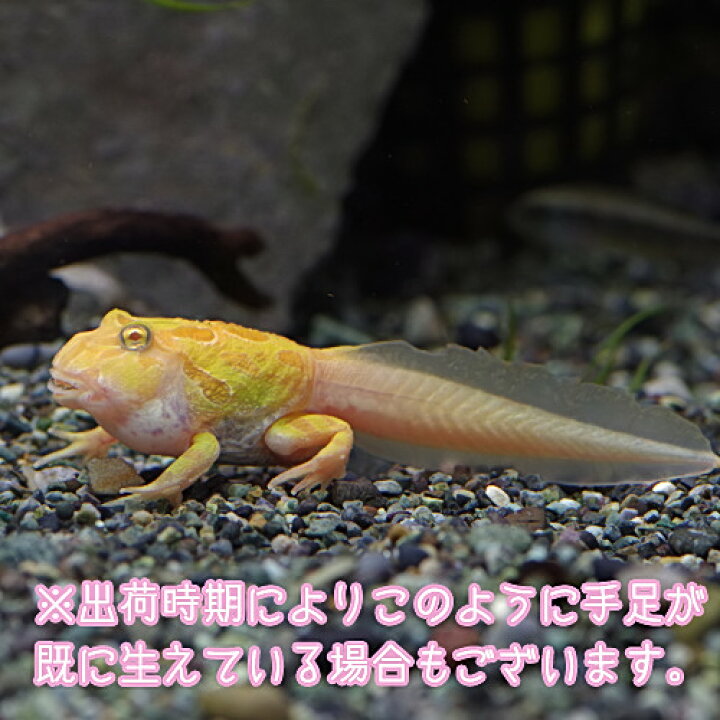 楽天市場 両生類 アルビノ クランウェルツノガエル おたまじゃくし 約４cm １匹 水槽 熱帯魚 観賞魚 飼育 生体 通販 販売 アクアリウム あくありうむ 小型 ネオス 楽天市場店