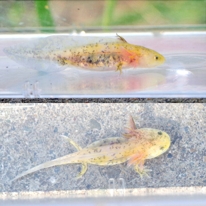 楽天市場 両生類 珍種ウーパールーパー ゴールデン黒目 ５ｃｍ 水槽 熱帯魚 観賞魚 飼育 生体 通販 販売 アクアリウム あくありうむ 小型 ネオス 楽天市場店