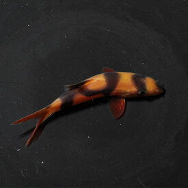 (熱帯魚)1点物　クラウンローチ　珍柄　撮影個体（約5cm）（1匹）