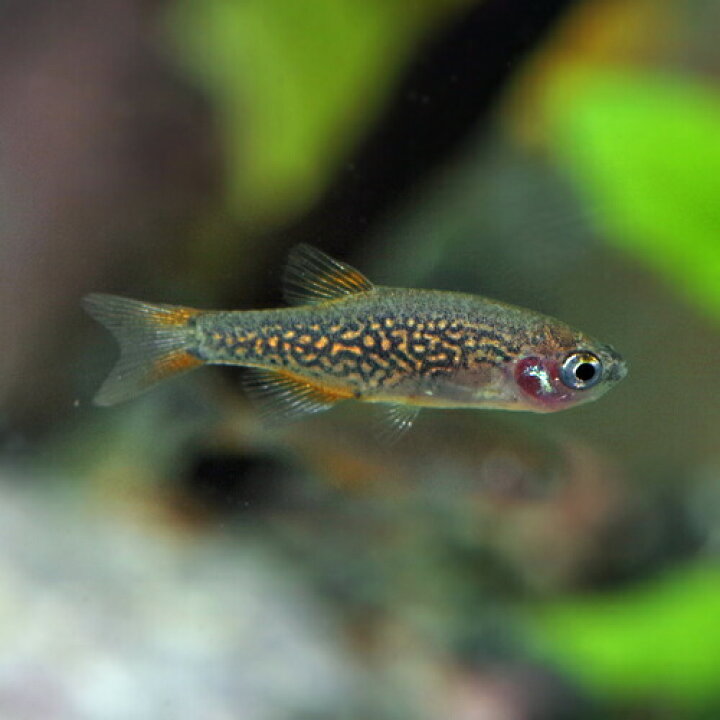 楽天市場 熱帯魚 生体 ミクロラスボラハナビ 約１ ５ｃｍ ３匹 水槽 熱帯魚 観賞魚 飼育 生体 通販 販売 アクアリウム あくありうむ 小型 ネオス 楽天市場店