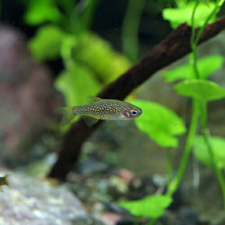 楽天市場 熱帯魚 生体 ミクロラスボラ ハナビ Hanabi 約１ ５ｃｍ １０匹 水槽 熱帯魚 観賞魚 飼育 生体 通販 販売 アクアリウム あくありうむ 小型 ネオス 楽天市場店