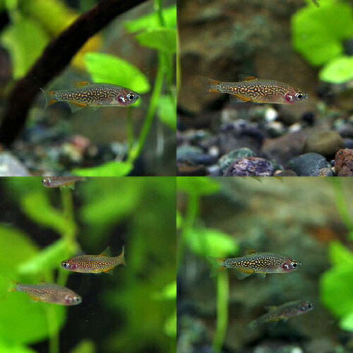 楽天市場 熱帯魚 生体 ミクロラスボラ ハナビ Hanabi 約１ ５ｃｍ １０匹 水槽 熱帯魚 観賞魚 飼育 生体 通販 販売 アクアリウム あくありうむ 小型 ネオス 楽天市場店