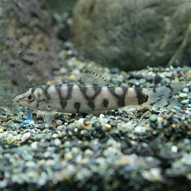 (熱帯魚)パキスタンローチ　（約4-5cm）（3匹）