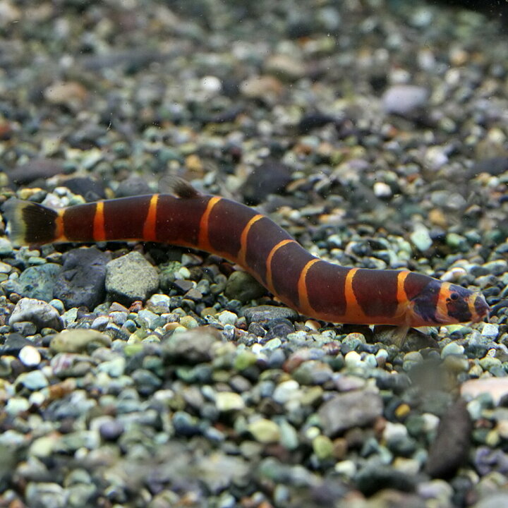 楽天市場 熱帯魚 生体 ジャイアントクーリーローチ 約６ ８cm １匹 水槽 熱帯魚 観賞魚 飼育 生体 通販 販売 アクアリウム あくありうむ 小型 ネオス 楽天市場店
