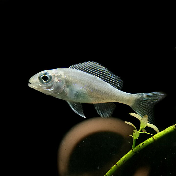楽天市場 熱帯魚 生体 オフタルモテラピア ヴェントラリス 約３ ４cm １匹 水槽 熱帯魚 観賞魚 飼育 生体 通販 販売 アクアリウム あくありうむ 小型 ネオス 楽天市場店