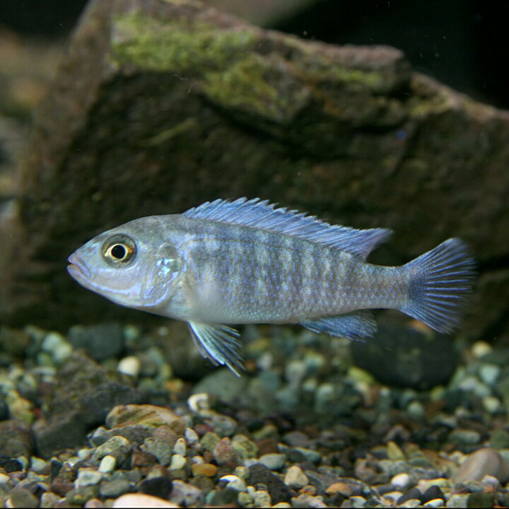 楽天市場 熱帯魚 生体 コバルトブルーシクリッド 約３cm ４匹 水槽 熱帯魚 観賞魚 飼育 生体 通販 販売 アクアリウム あくありうむ 小型 ネオス 楽天市場店