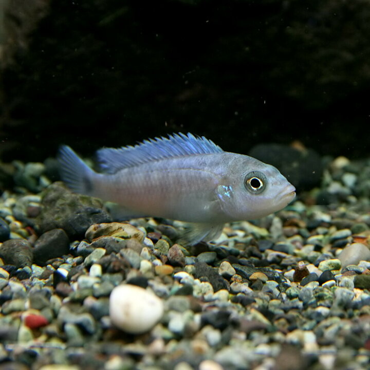 最も優遇 熱帯魚 アフリカンシクリッド コバルトブルーゼブラシクリッド 3cm 3匹 Shipsctc Org 最も優遇 熱帯魚 アフリカンシクリッド コバルトブルーゼブラシクリッド 3cm 3匹 Shipsctc Org
